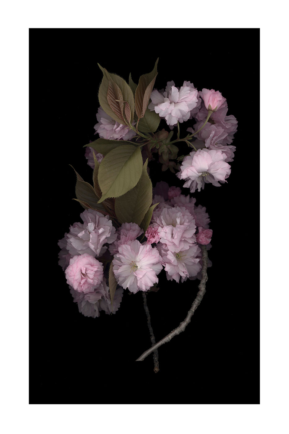 Cherry Blossoms by Debra Burger