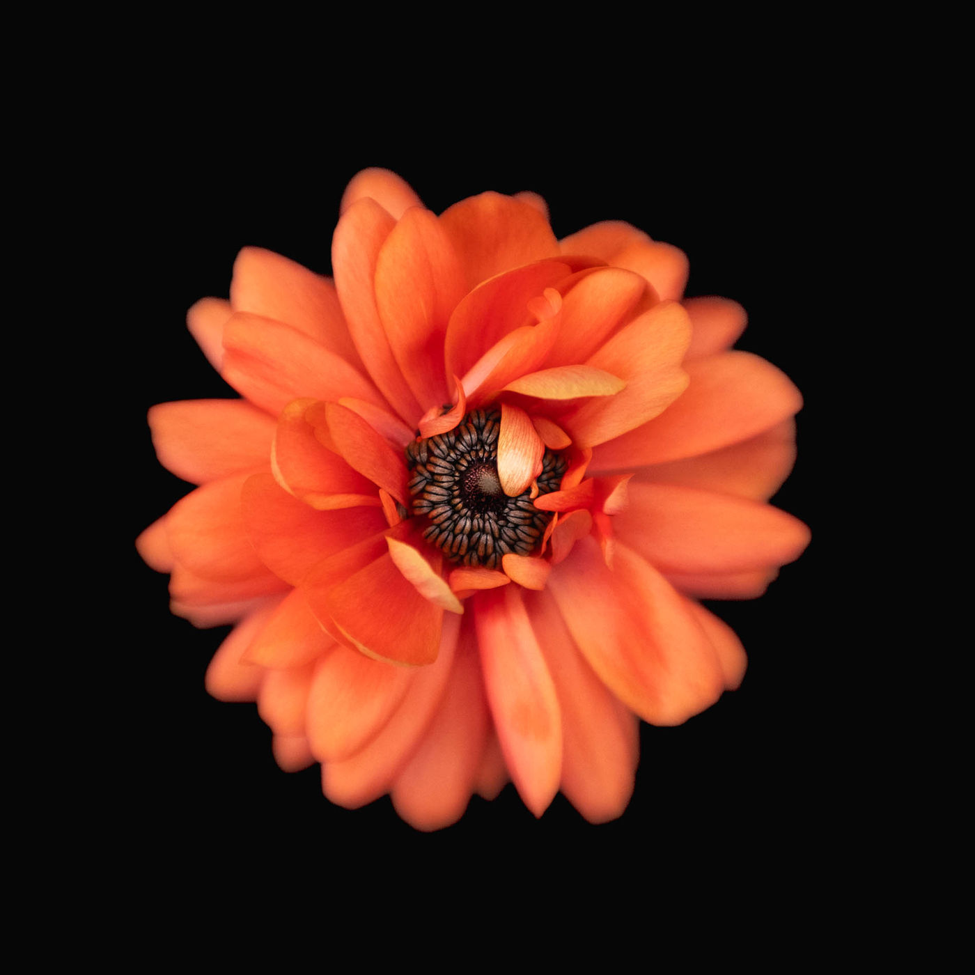 Radiant Ranunculus by Alys Walker-Tinson