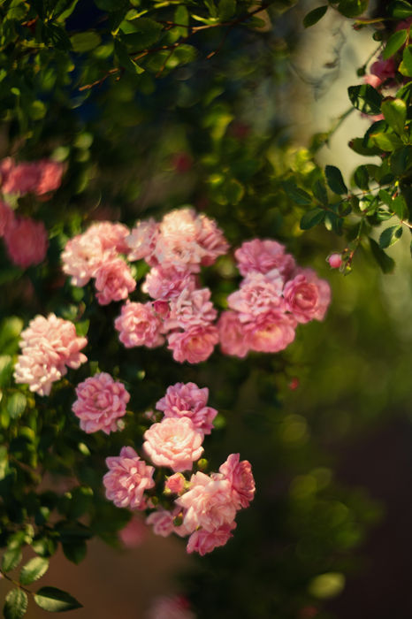 Botanicals