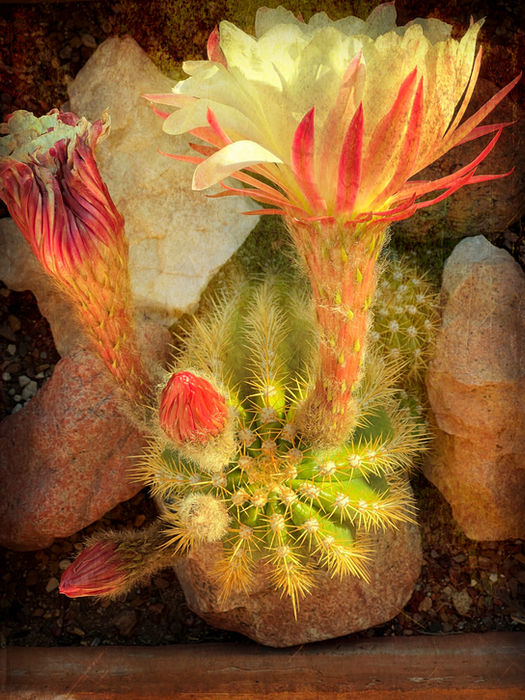 Botanicals