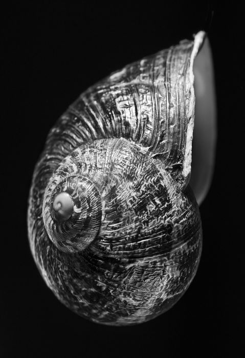 The Beauty of Still Life