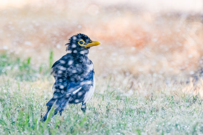 Michele McCormick (Sacramento, CA) - Yellow-billed Magpie on a Hot Day