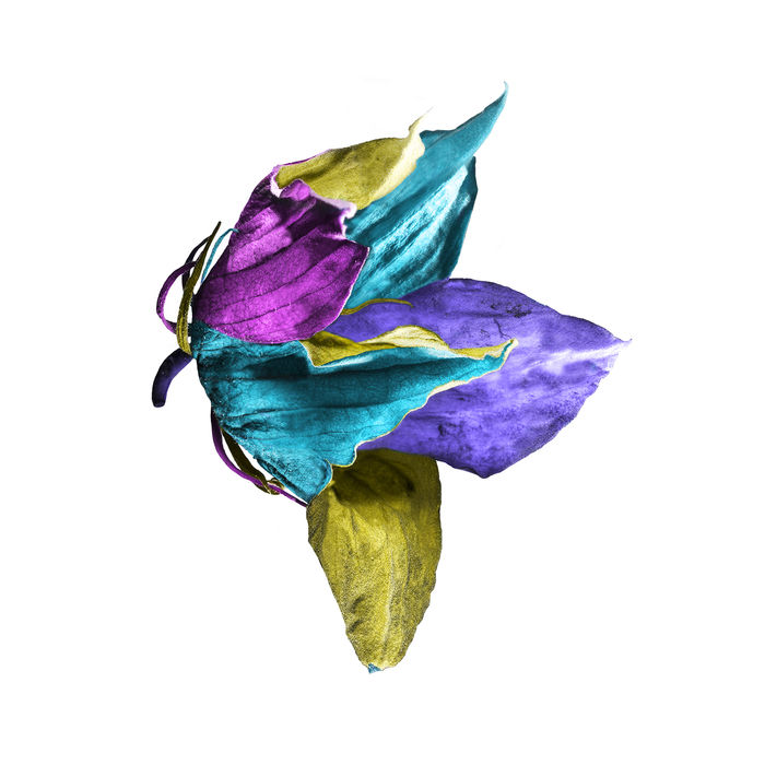 Langley Anderson (USA) - REBLOOM
