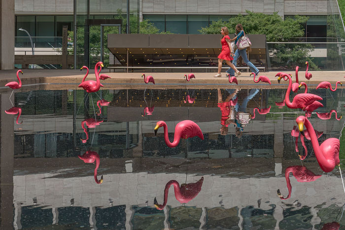 KIM KELLER (Olney, Maryland) - FLAMINGOS