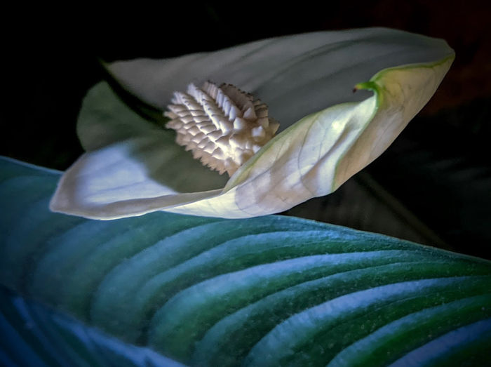 Botanicals