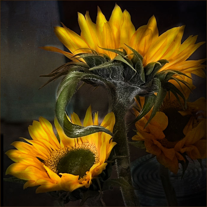 Botanicals