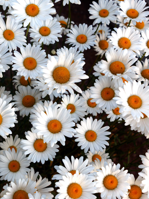 Maryam Ghasempour Siahgaldeh (Manhattan, KS) - Blooming