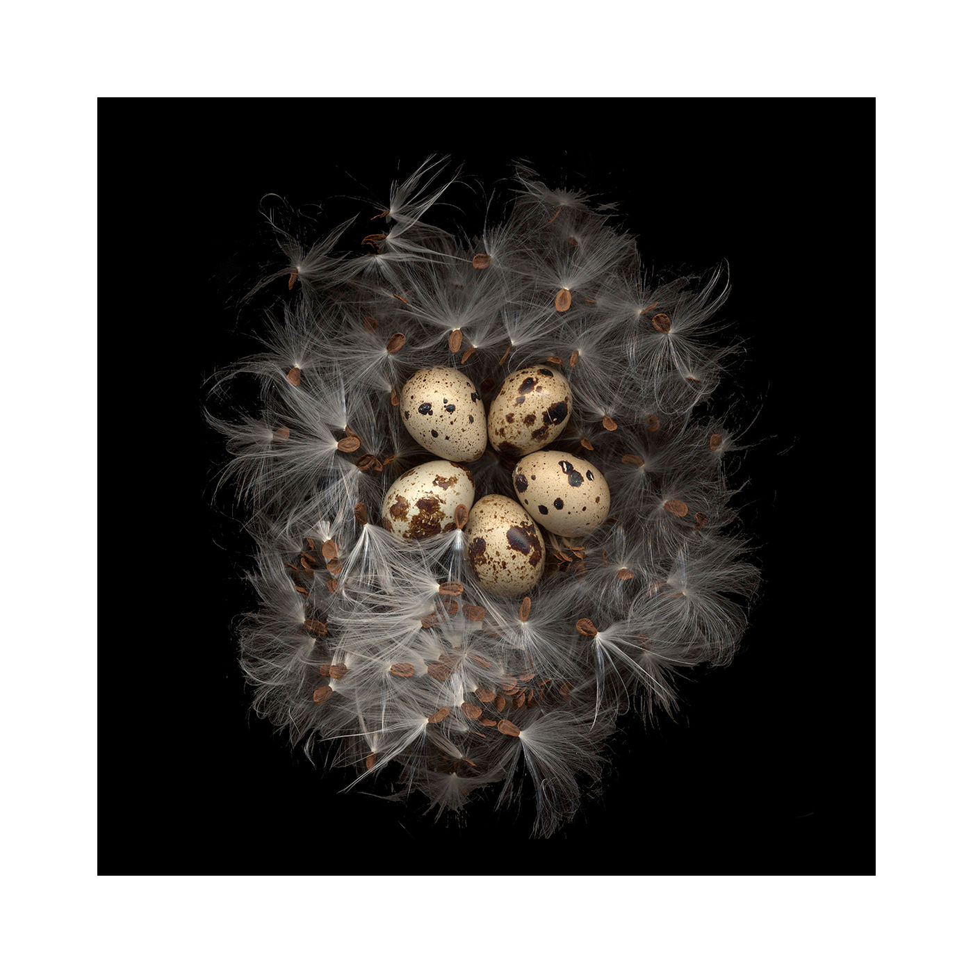 Milkweed Nest by Debra Burger