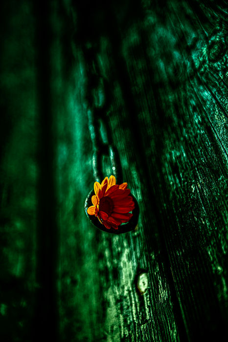 The Beauty of Still Life