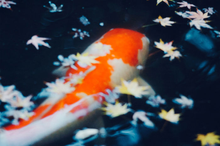Photograph by Atsumi Takemoto, 16 of 20