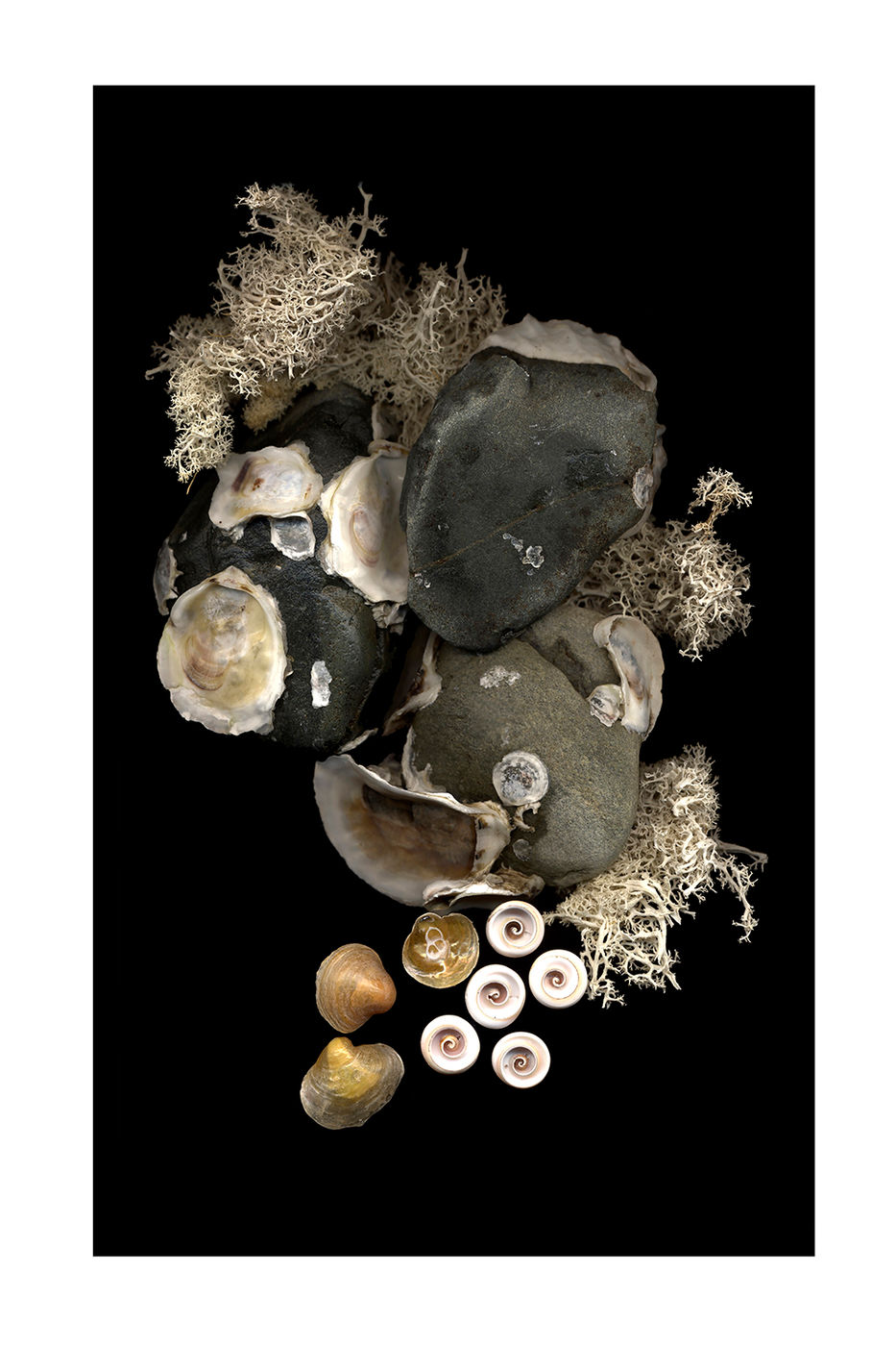 Rocks and Shells by Debra Burger