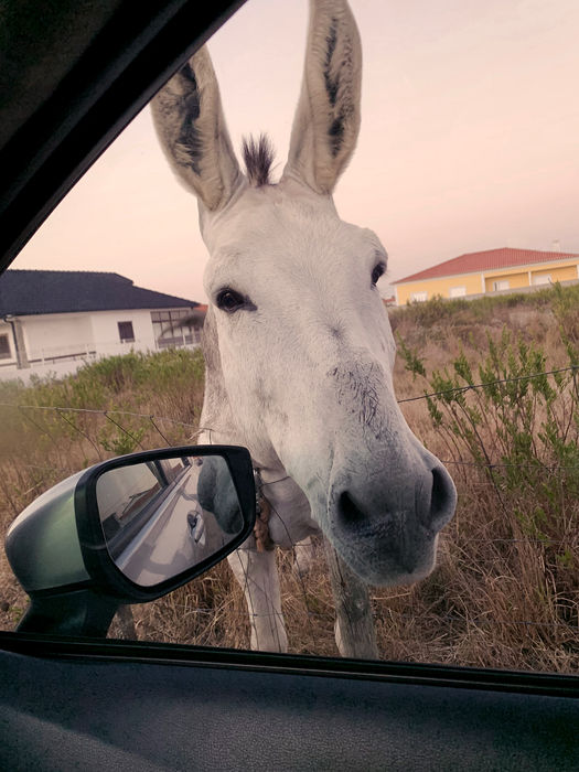 CRISTINA MASCARENHAS (Lisbon, Portugal) - MY DONKEY FRIEND