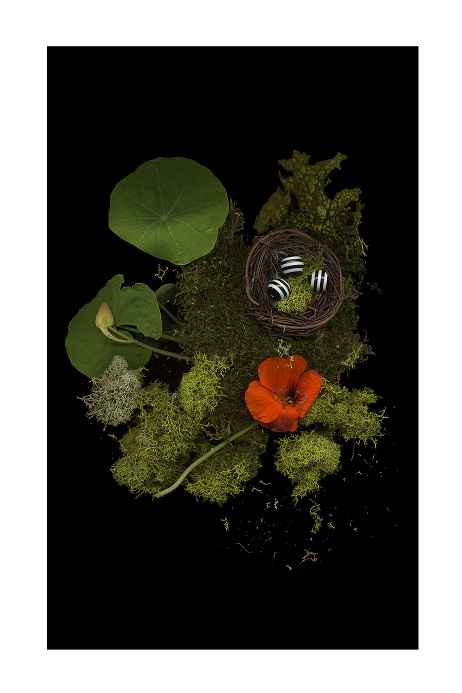 Nasturtium Nest by Debra Burger