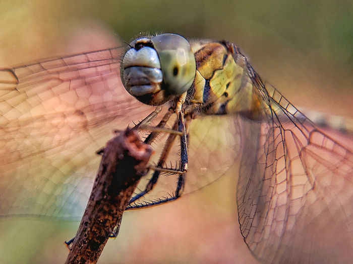G Reddy Ganesh - Macro Beauty