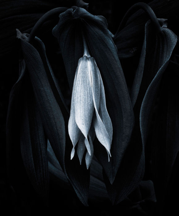 Botanicals