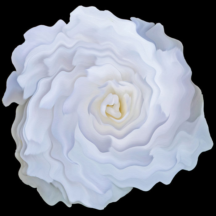 Gerrit Van Ommering (Gold River, CA) - Fantasy Camellia a la O'Keeffe