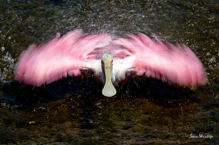 Roseate Spoonbill Cooling Off - Steven Weinberger