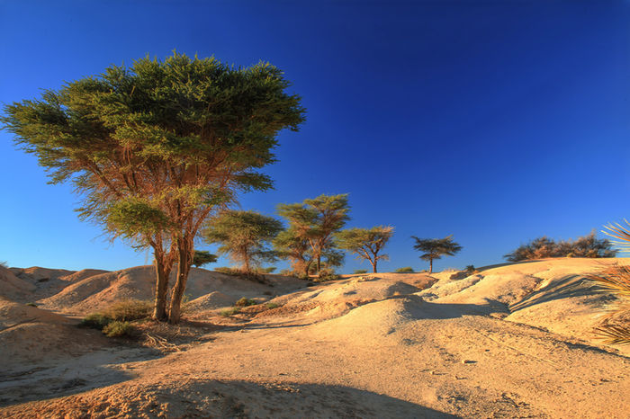Sahara