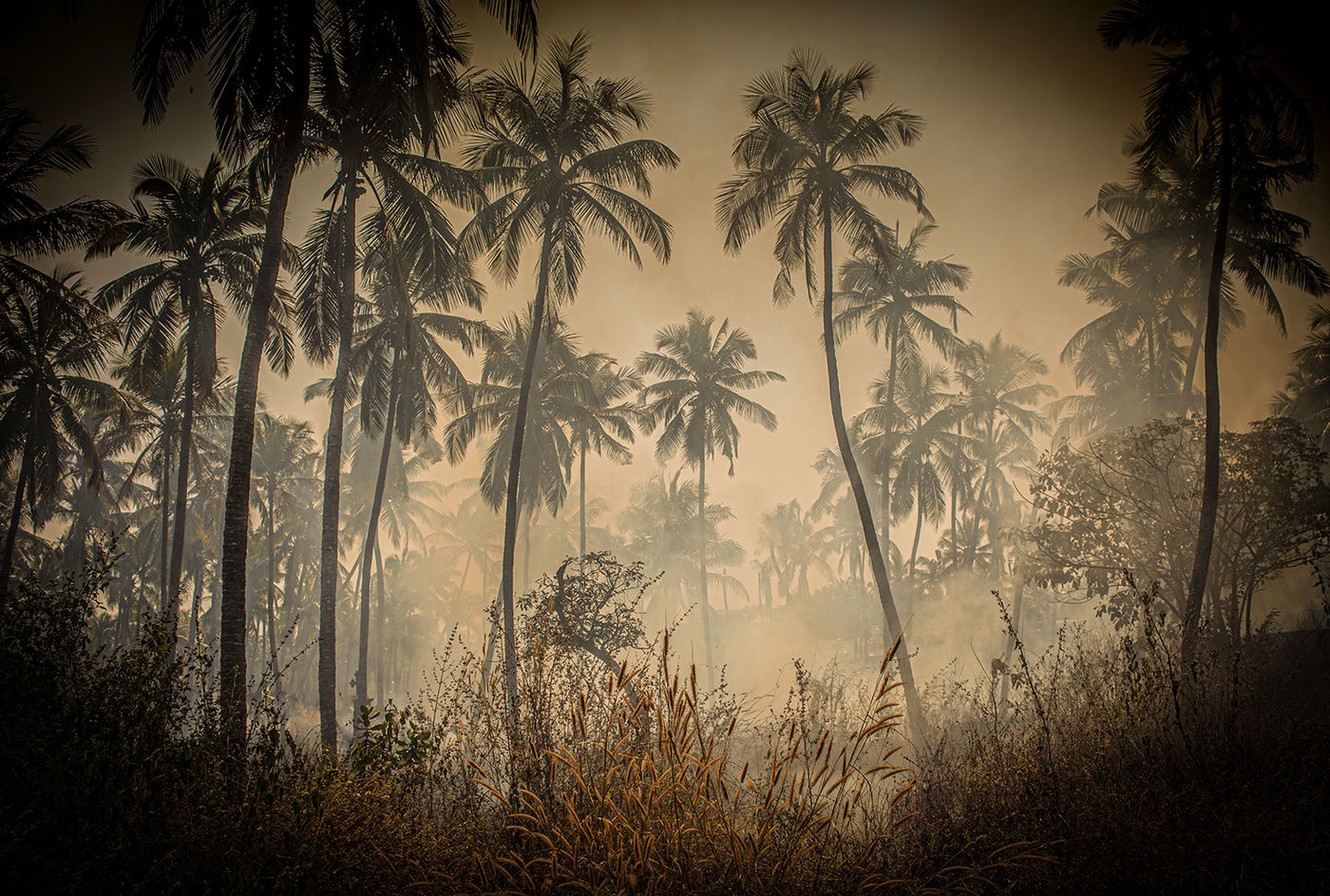 Burning Jungle, Malpe, India by Richard Murrin