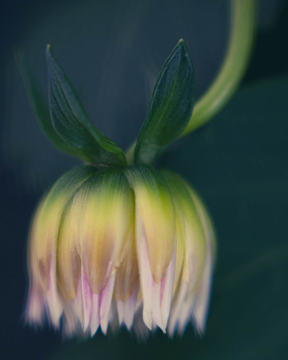 A Gift from Above by Alys Walker-Tinson