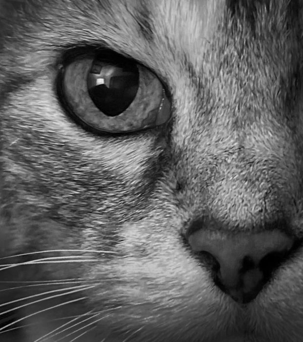 Frank dAntignac - Cat's Eye