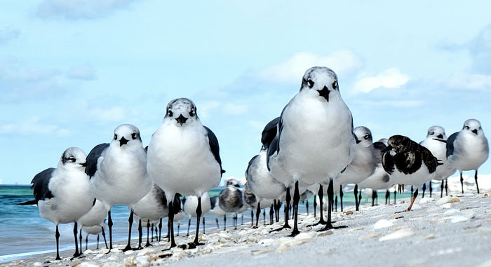Myroslava Karpyshyn (United States) - GULLS