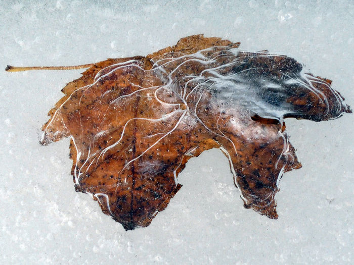 Roger Archibald (Quincy, MA) - Leaf Veins