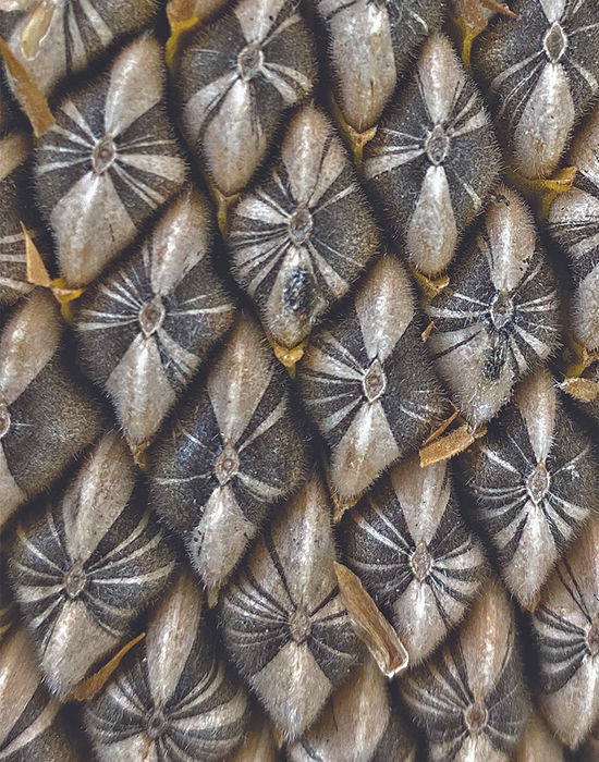 Tim Eckel (Hamden, NY) - Sunflower Seed Code