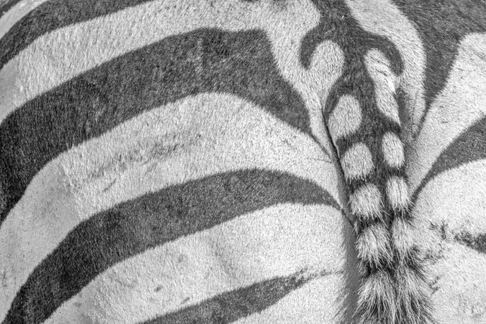Wayne Simpson (Valparaiso, FL) - Zebras Stripes