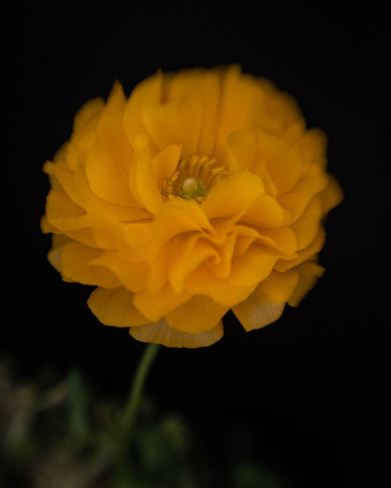 Botanicals