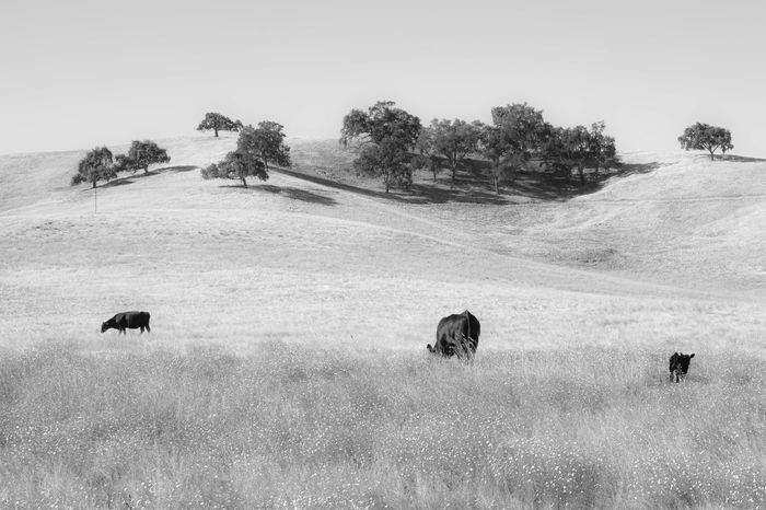Landscapes
