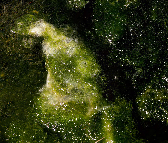 Brian Gorin - Aquatic Cosmos