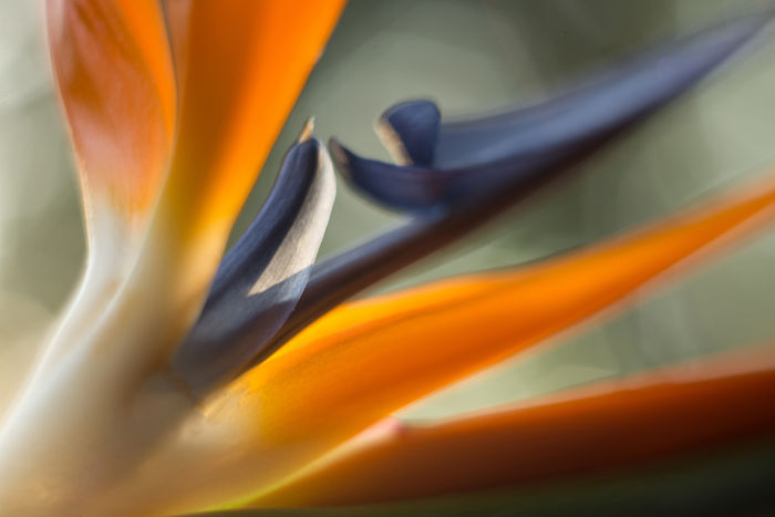 Botanicals