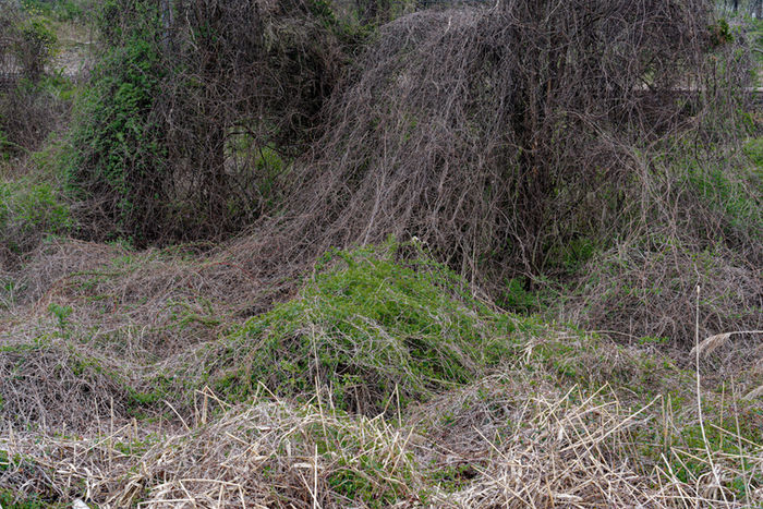 Laure Dunne - Invasives