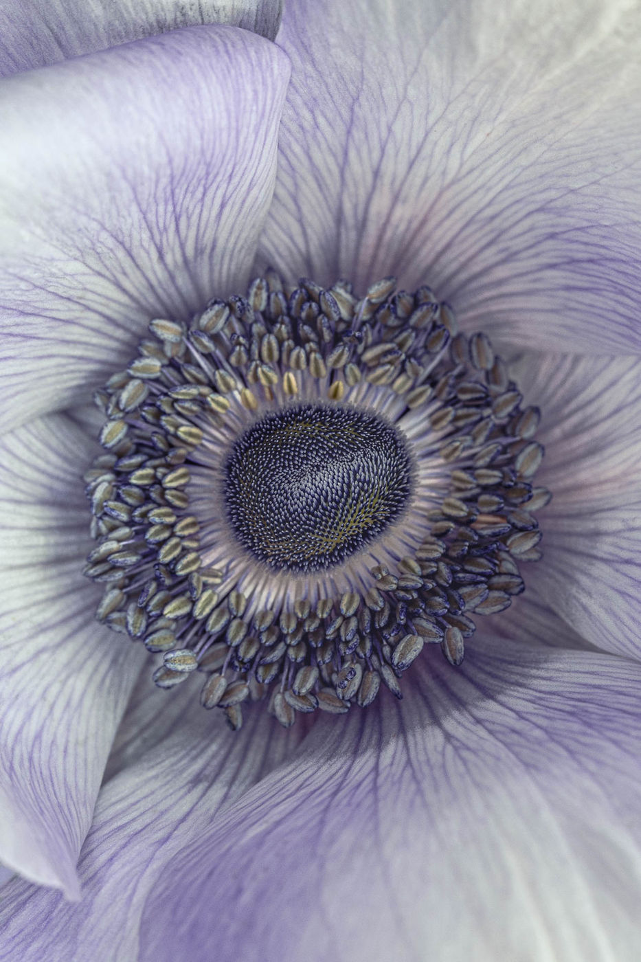 Nature's Miracle by Alys Walker-Tinson