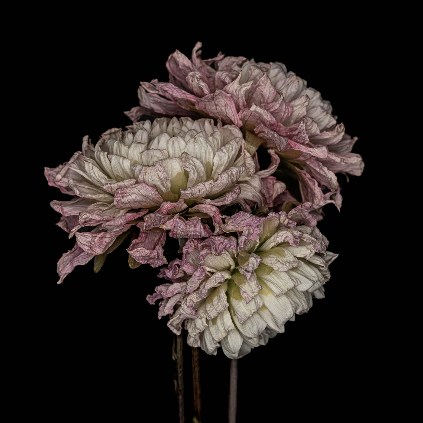 Ageing Gracefully by Alys Walker-Tinson