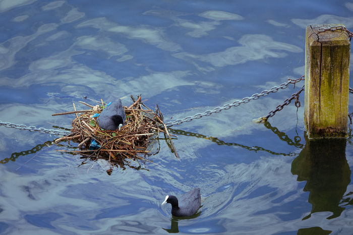 Oksana Bochina - Plastic and Feathers