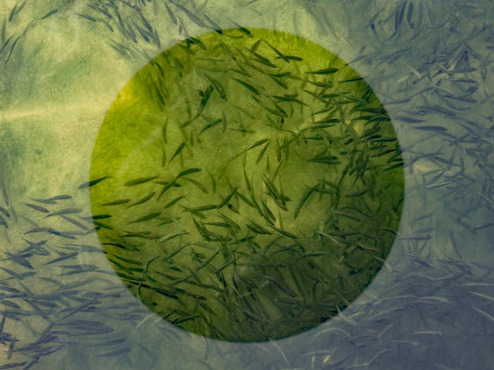 Jeanne Garrett (Arlington Heights, IL) - Circle of Light