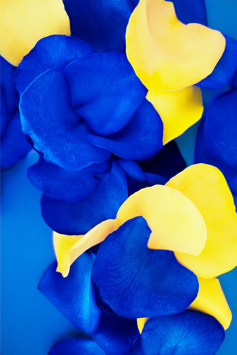 PAMELA BECK (Beverly Hills, California) - BEACH DAY BLUE AND CANARY YELLOW 2
