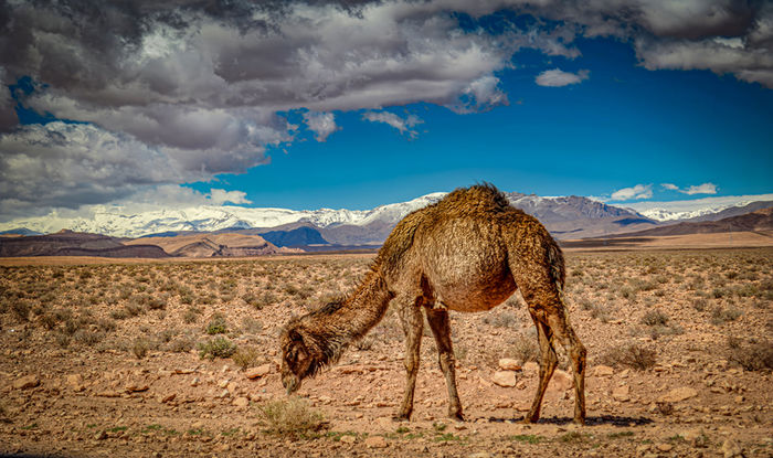Sahara