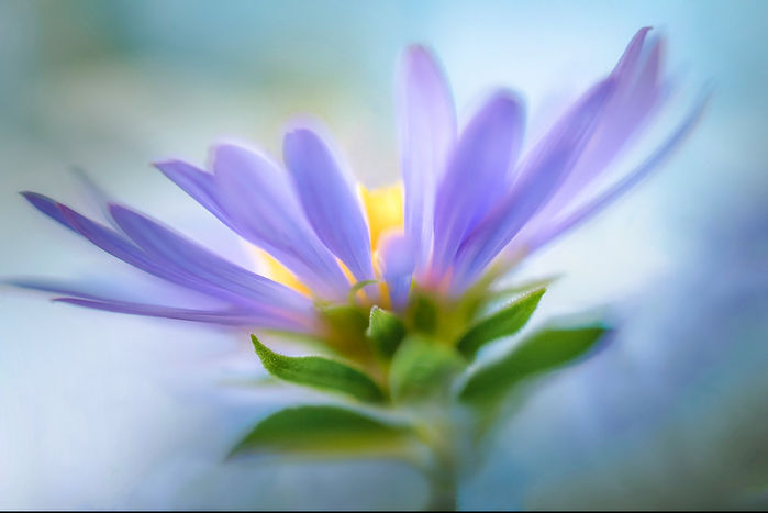Botanicals