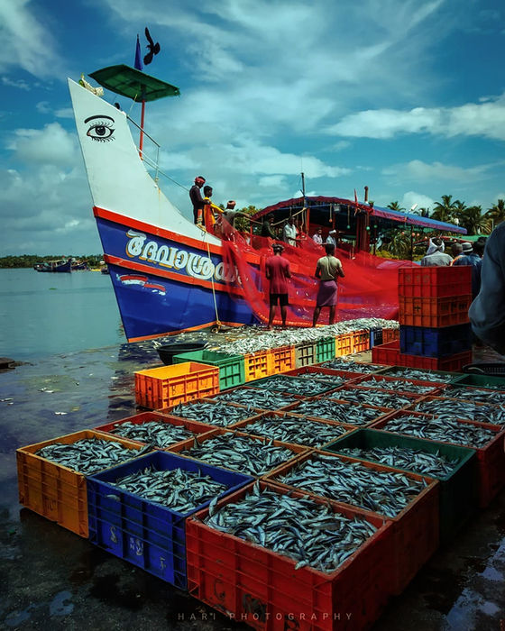 HARI S (Alappuzha, India) - THE SEASON OF ROASTING IS OVER AND NOW IS THE SEASON OF CHAKARA