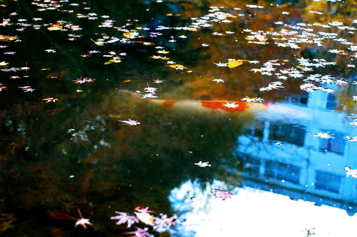 Photograph by Atsumi Takemoto, 18 of 20