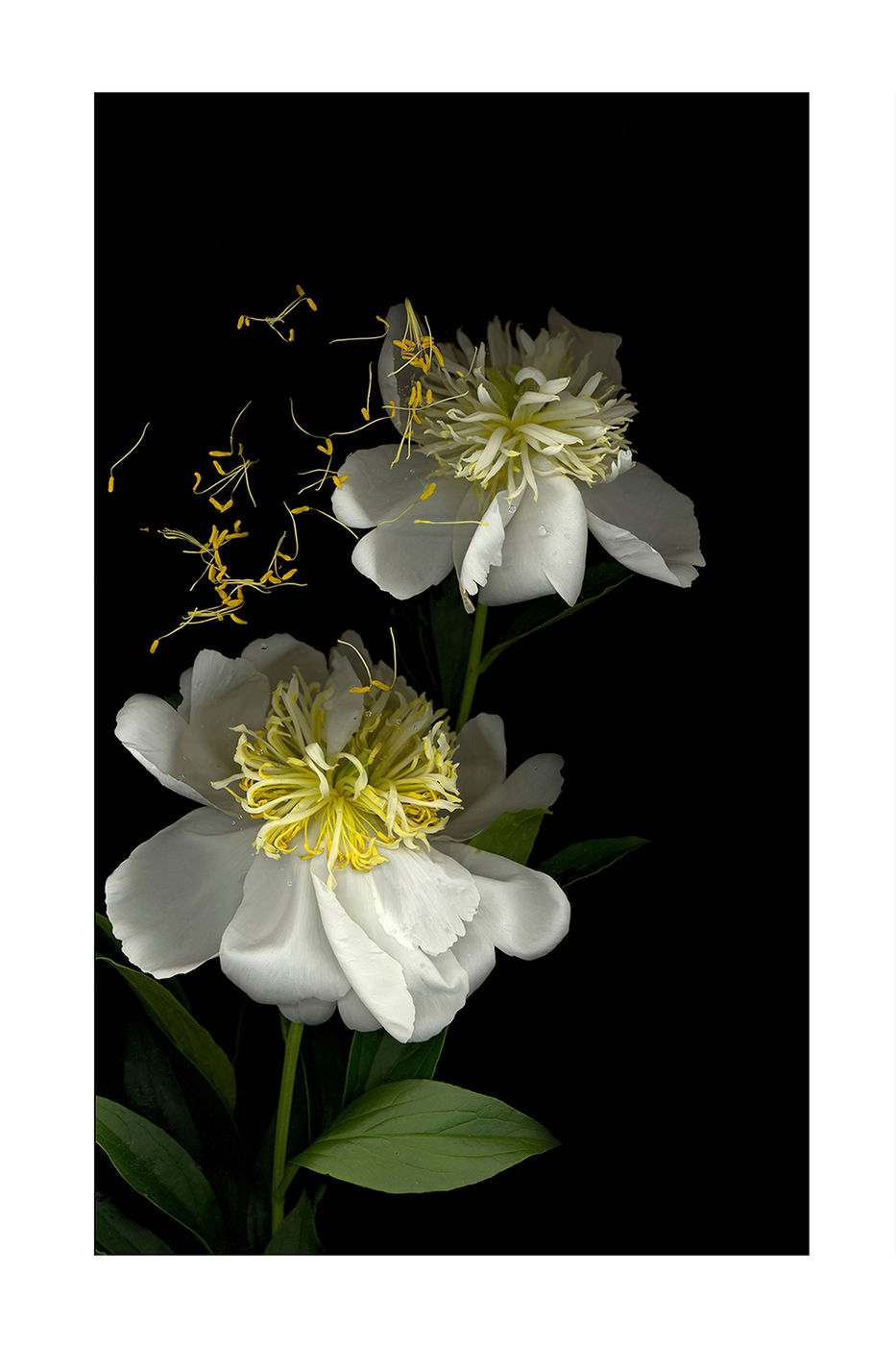 White Peonies by Debra Burger