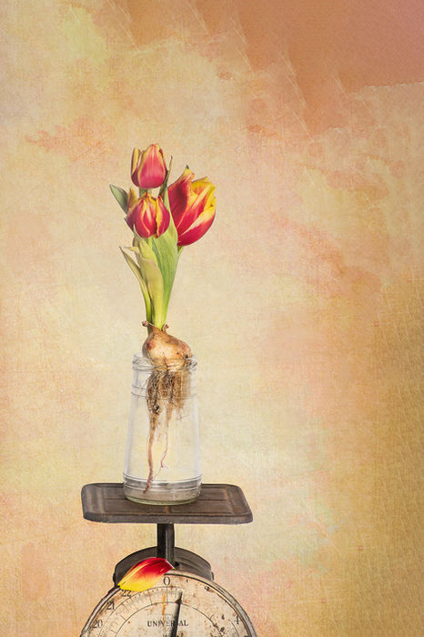 NORMA WARDEN (Auburn, Maine) - TULIP BULB