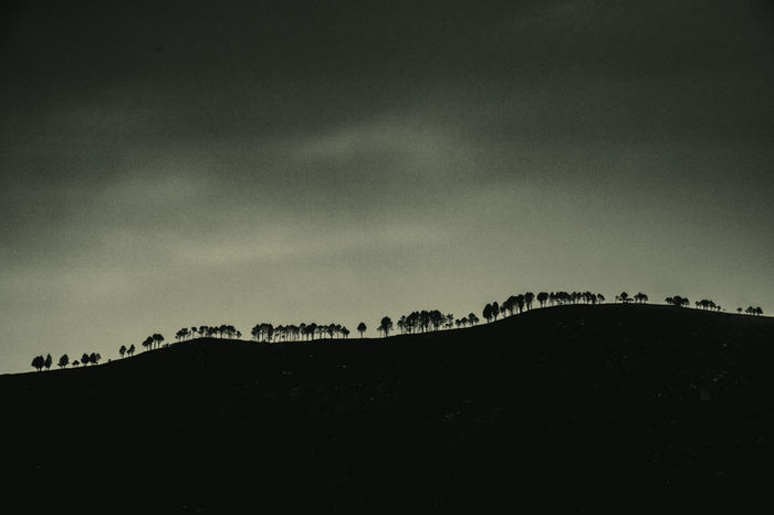 Inguna Abuce - After work trees are going to sleep