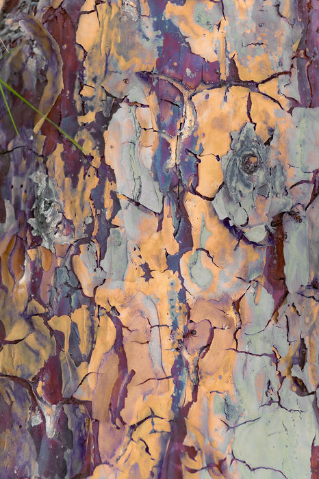 Oleksandra Gatsenko (Ukraine) - Tree Bark