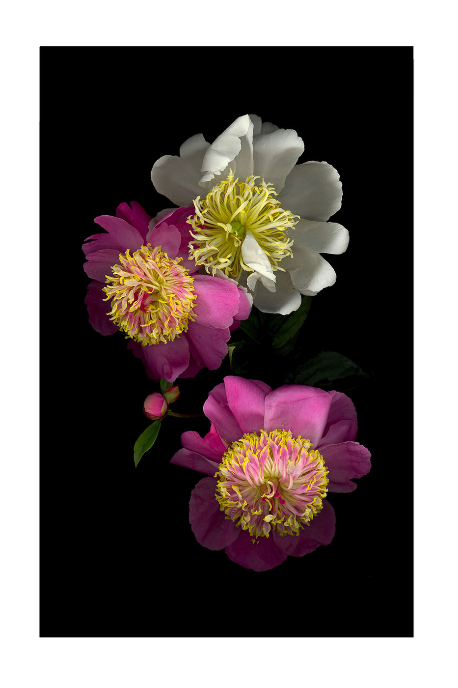 Three Peonies by Debra Burger
