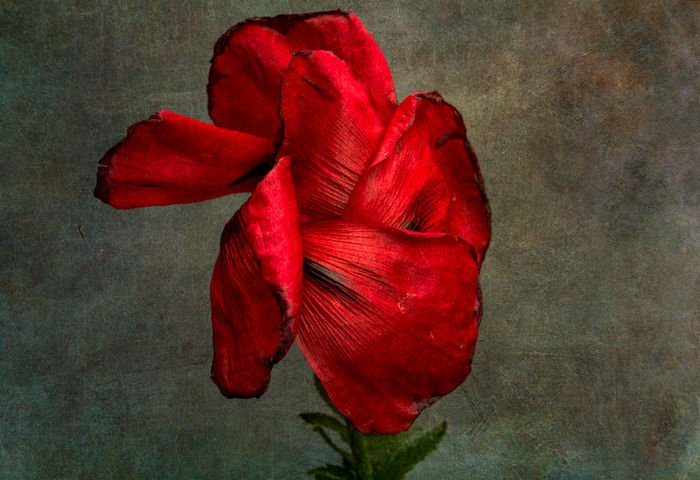 Elizabeth Sanjuan (Delray Beach, FL) - Poppy 4