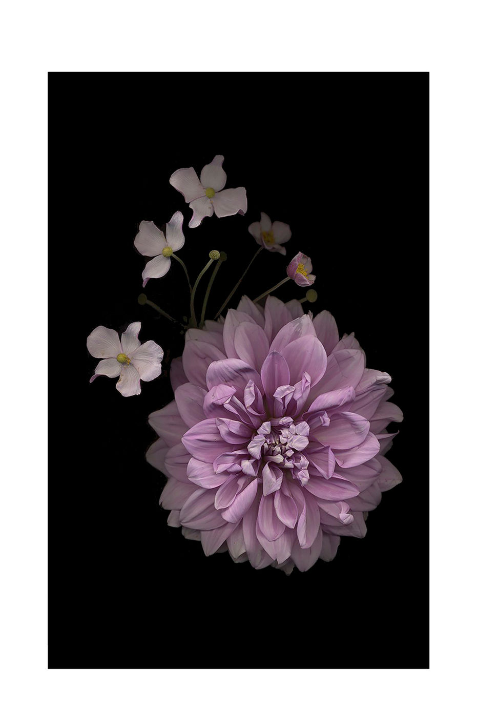Dahlia and Anemone by Debra Burger